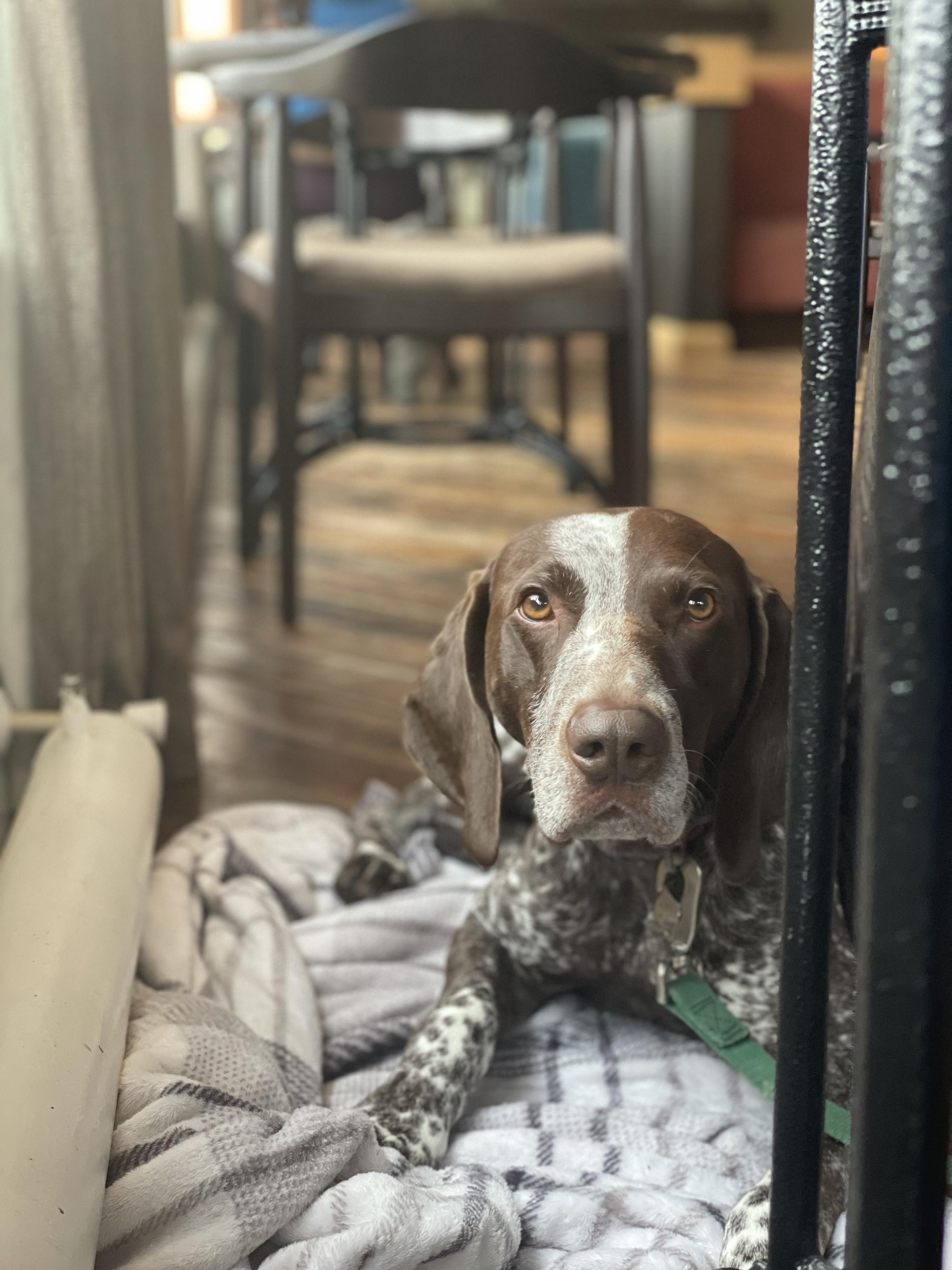 are dogs allowed in pubs uk