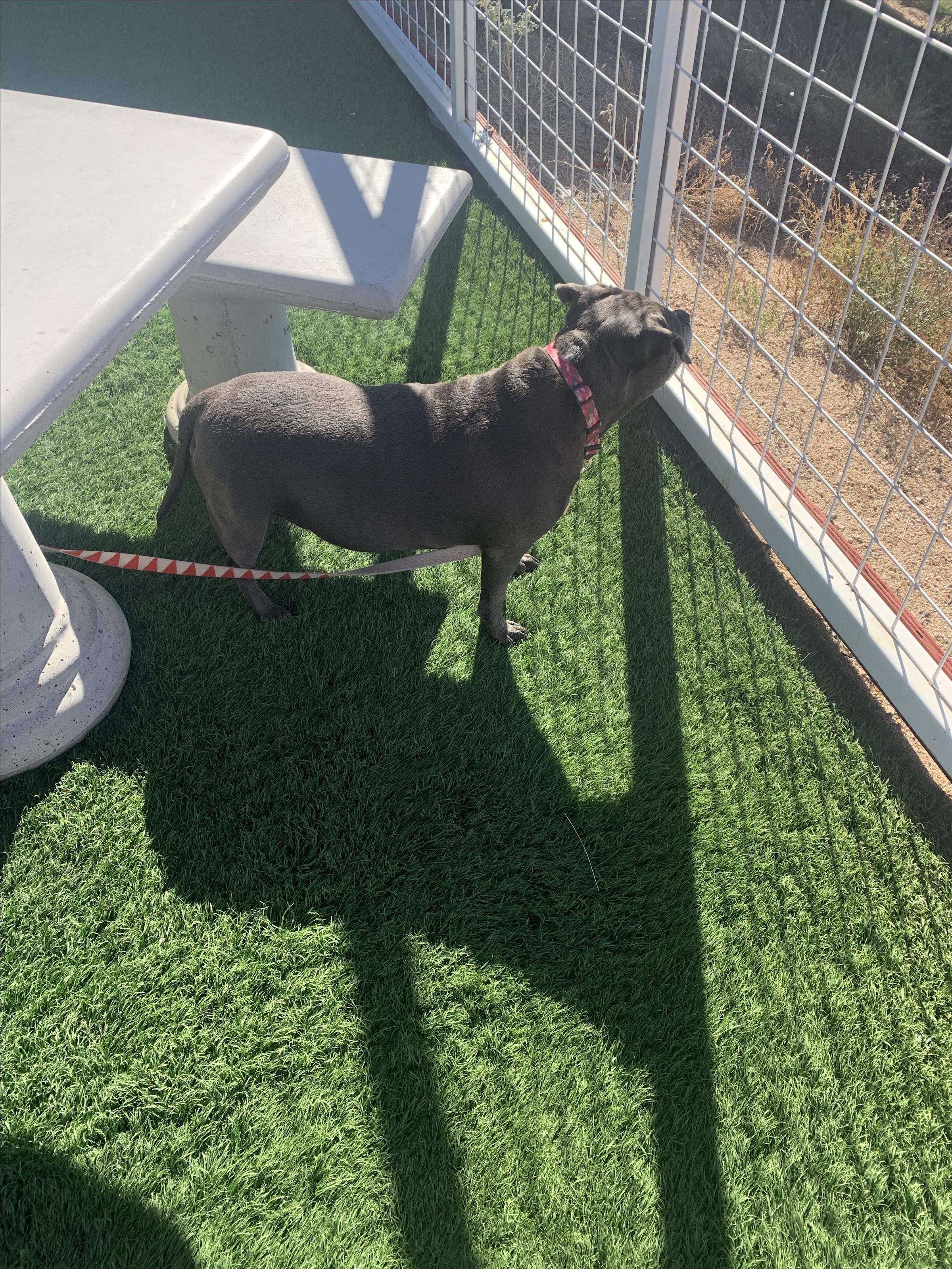 Pet Friendly F Finch's Waterfront Kitchen and Bar