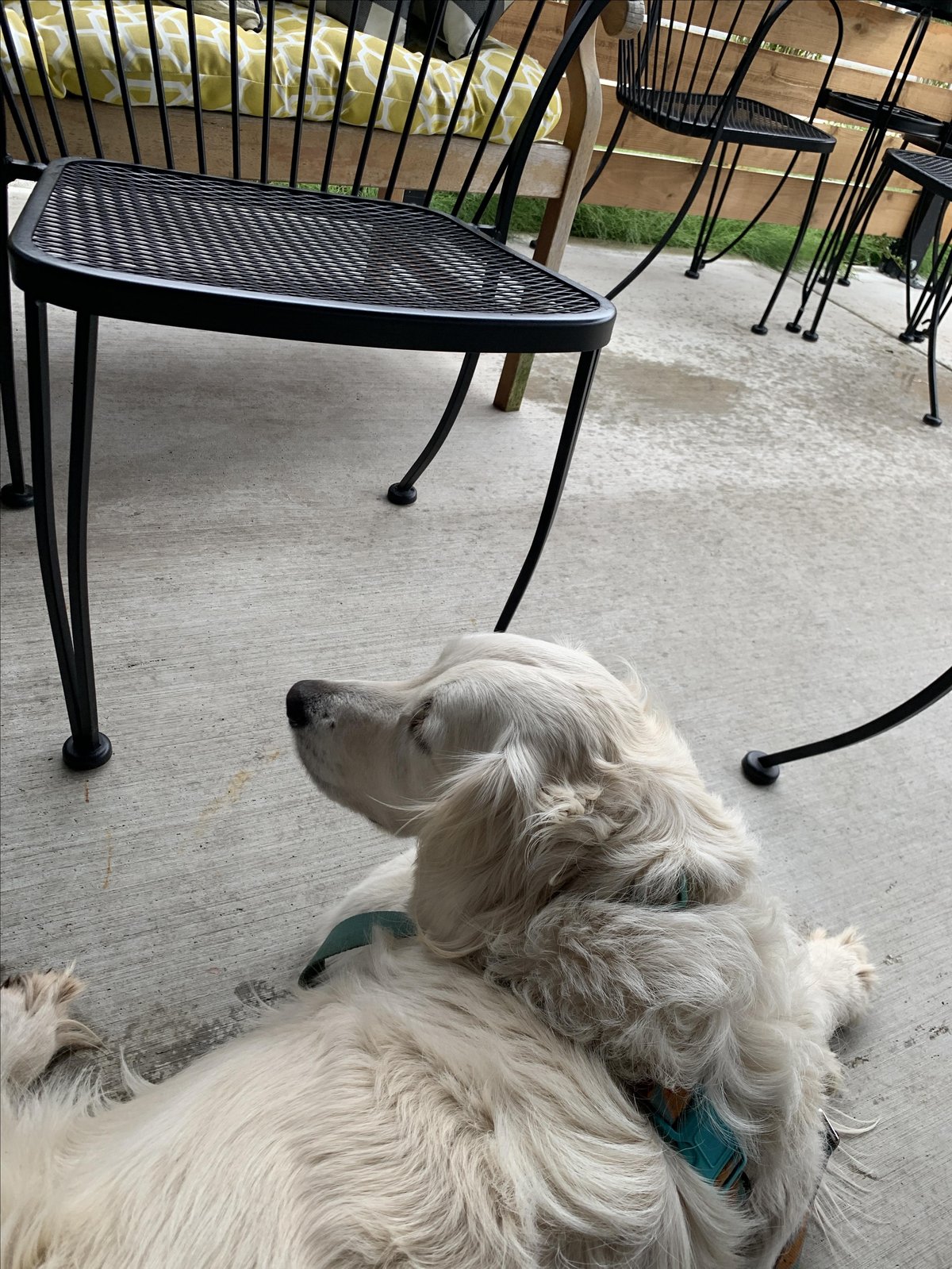 A dog lays on the pet-friendly patio at Blue Rooster coffeehouse in Buckley, WA.