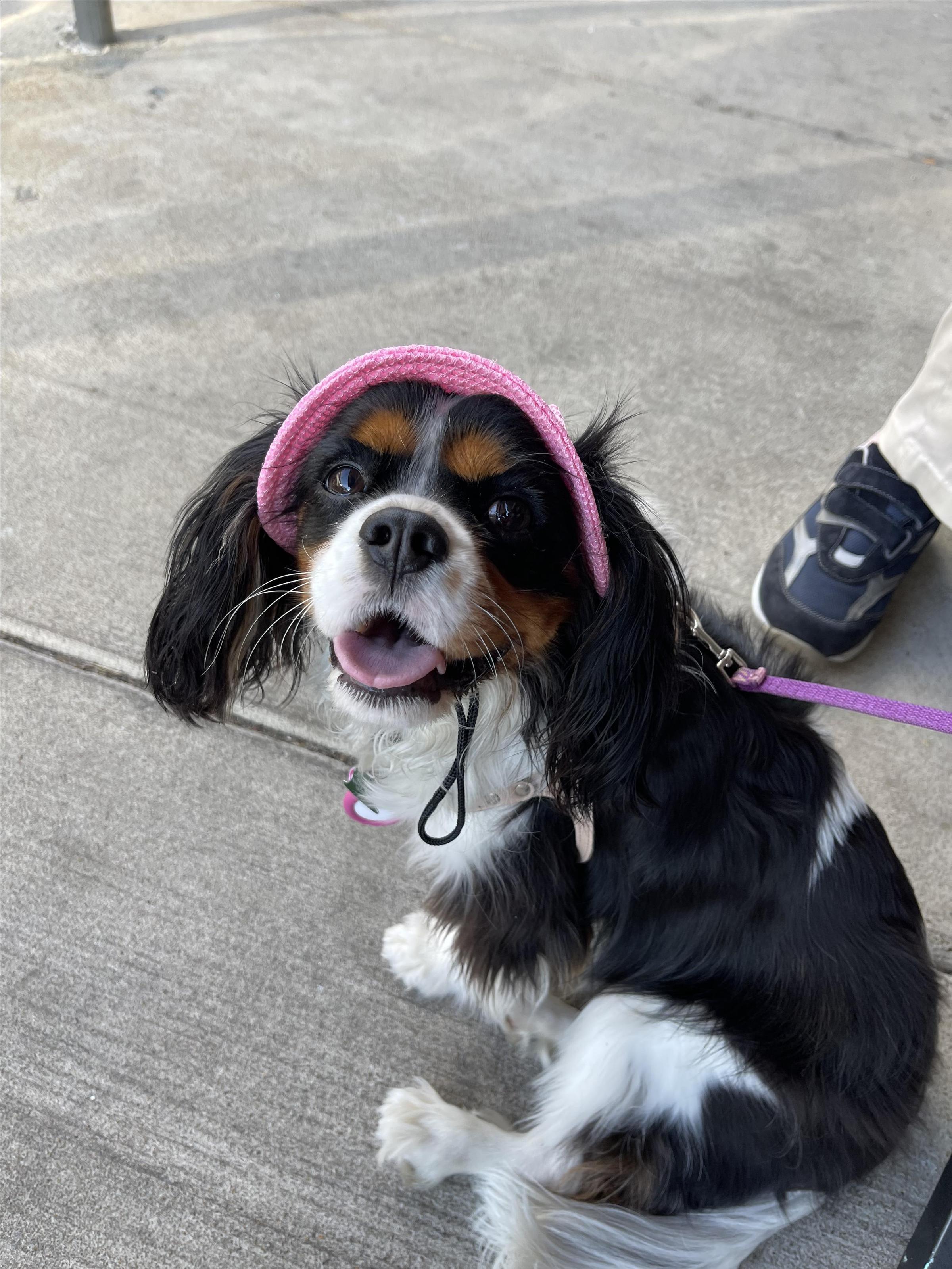 Pet Friendly The Mills Downtown Bistro