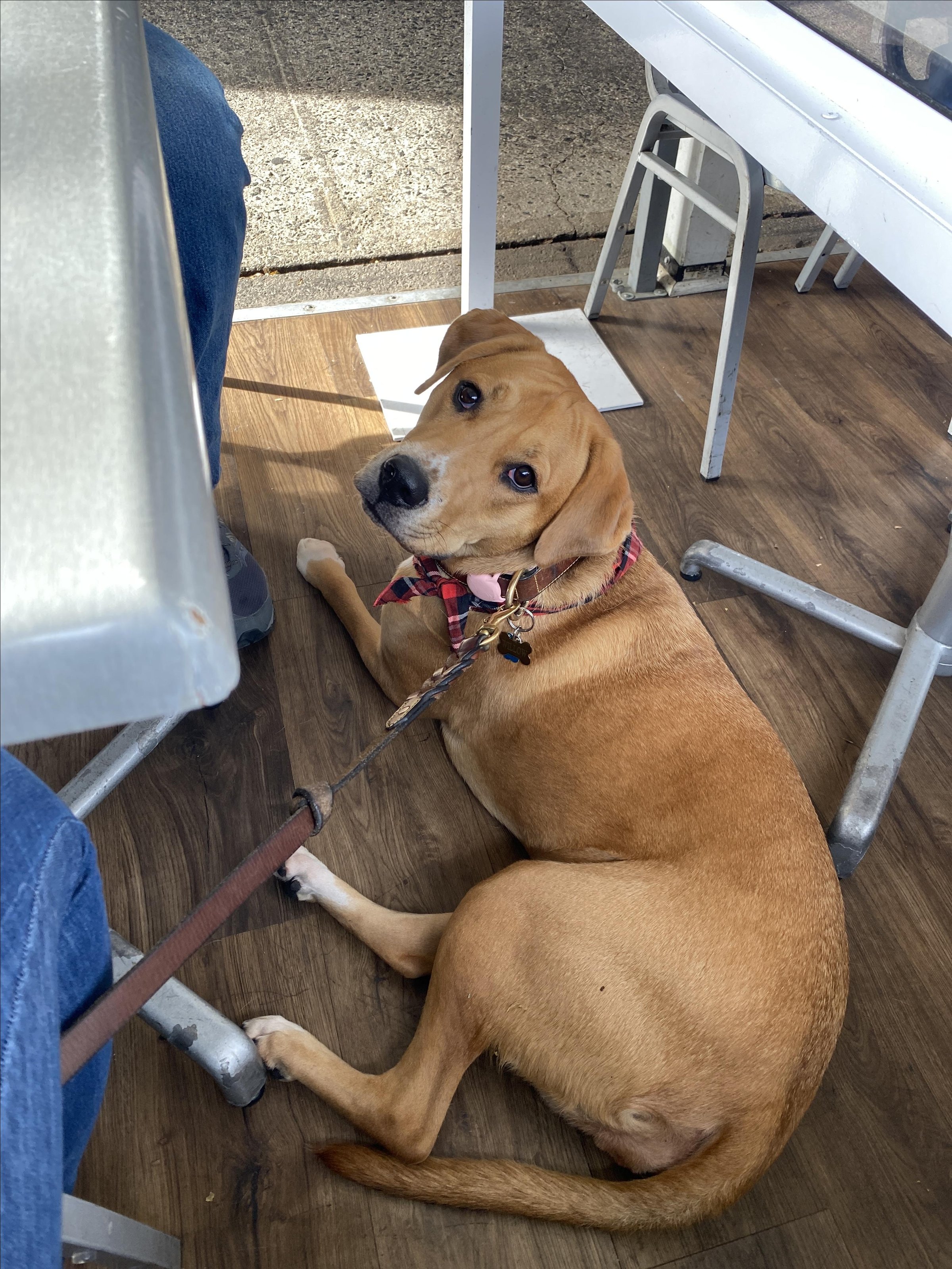 Pet Friendly Nick's Bistro