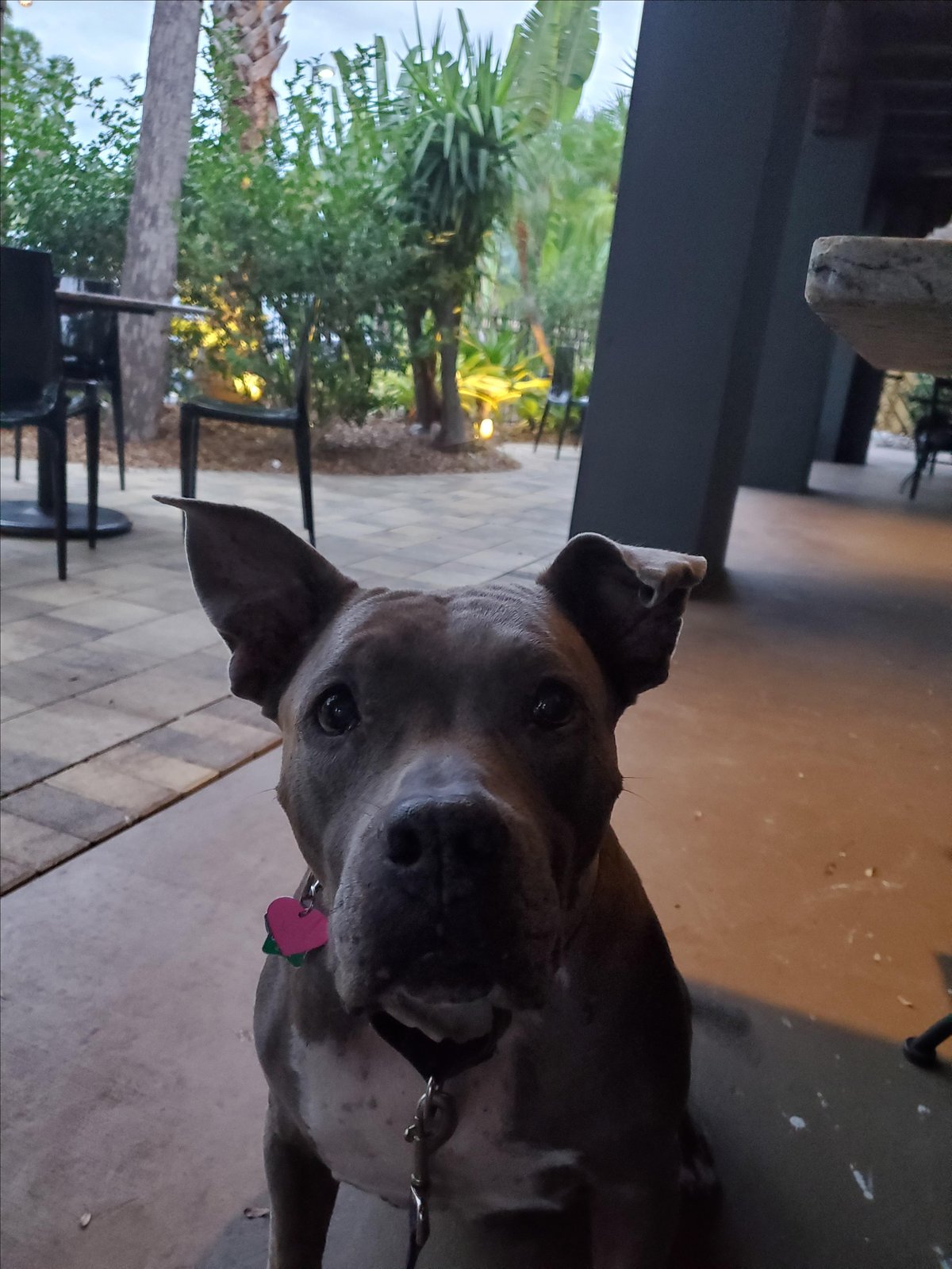 Photo shows a dog sitting on the patio at Mattison's Forty-One Restaurant, a pet-friendly eatery in Sarasota, FL.