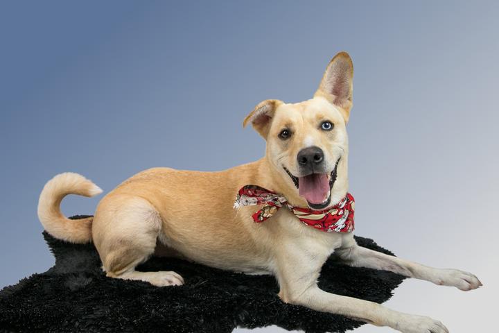 Directory of Animal Shelters in Georgia, US - BringFido Directory of Animal Shelters in Georgia, US - BringFido