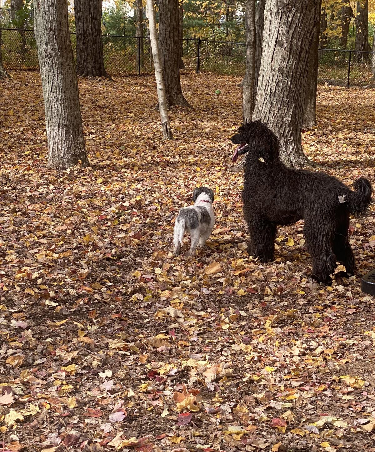 are dogs allowed in heritage park