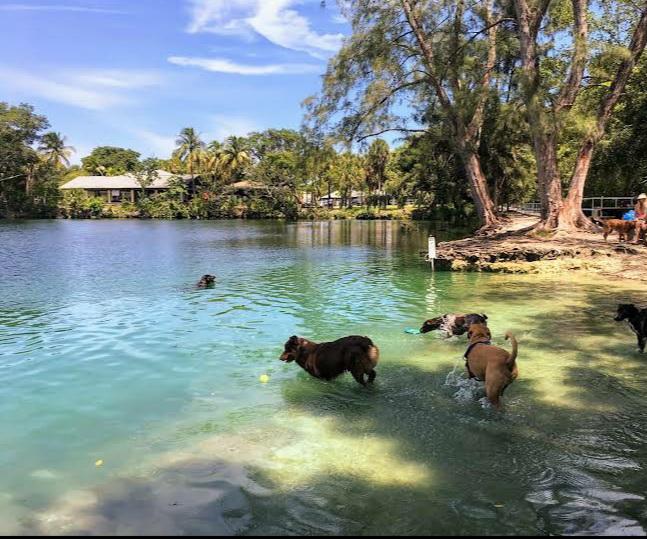 Pet Friendly Dog Swim and Bark Park at Snyder Park