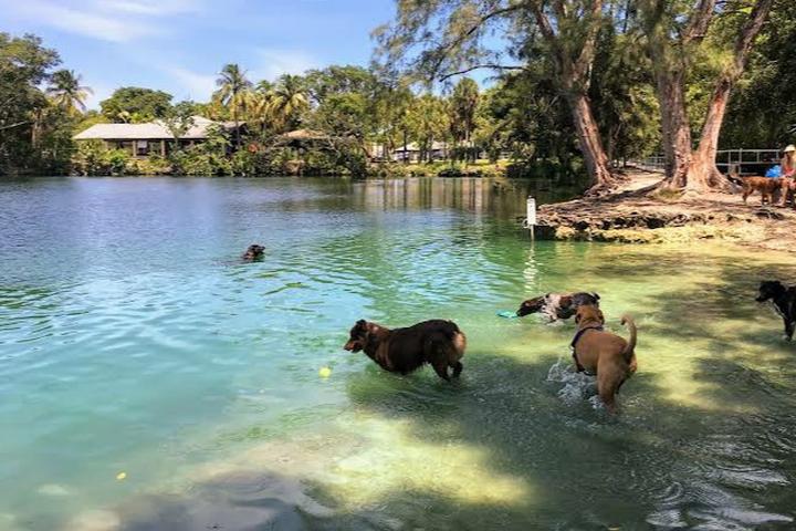 Pet Friendly Dog Swim and Bark Park at Snyder Park