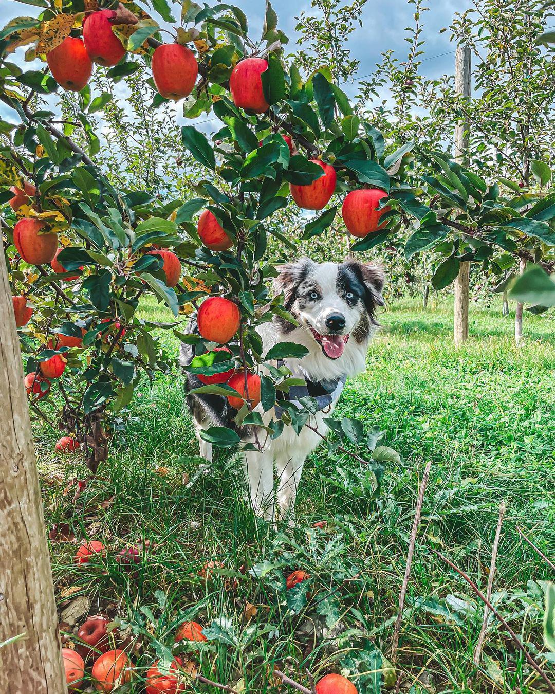 Pet Friendly Prospect Hill Orchards