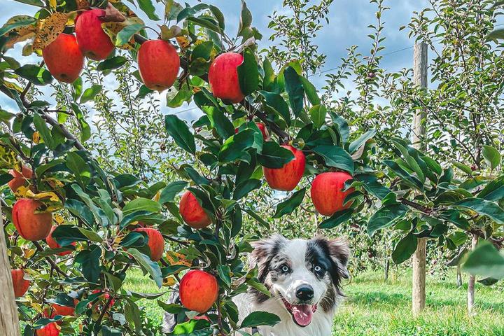 Pet Friendly Prospect Hill Orchards