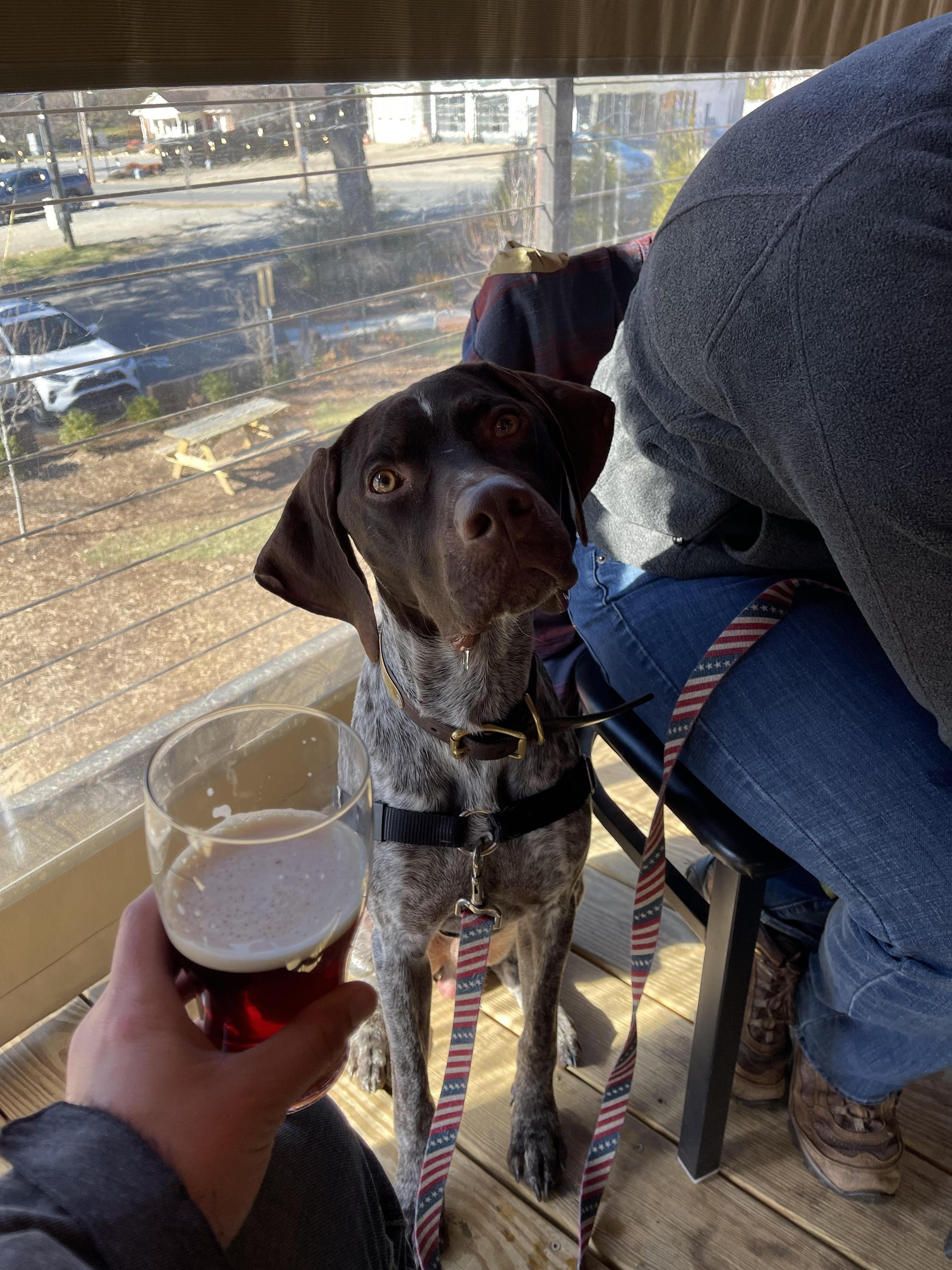 Pet Friendly Homeplace Beer Company