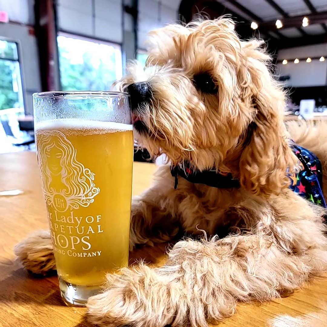 Pet Friendly Our Lady of Perpetual Hops