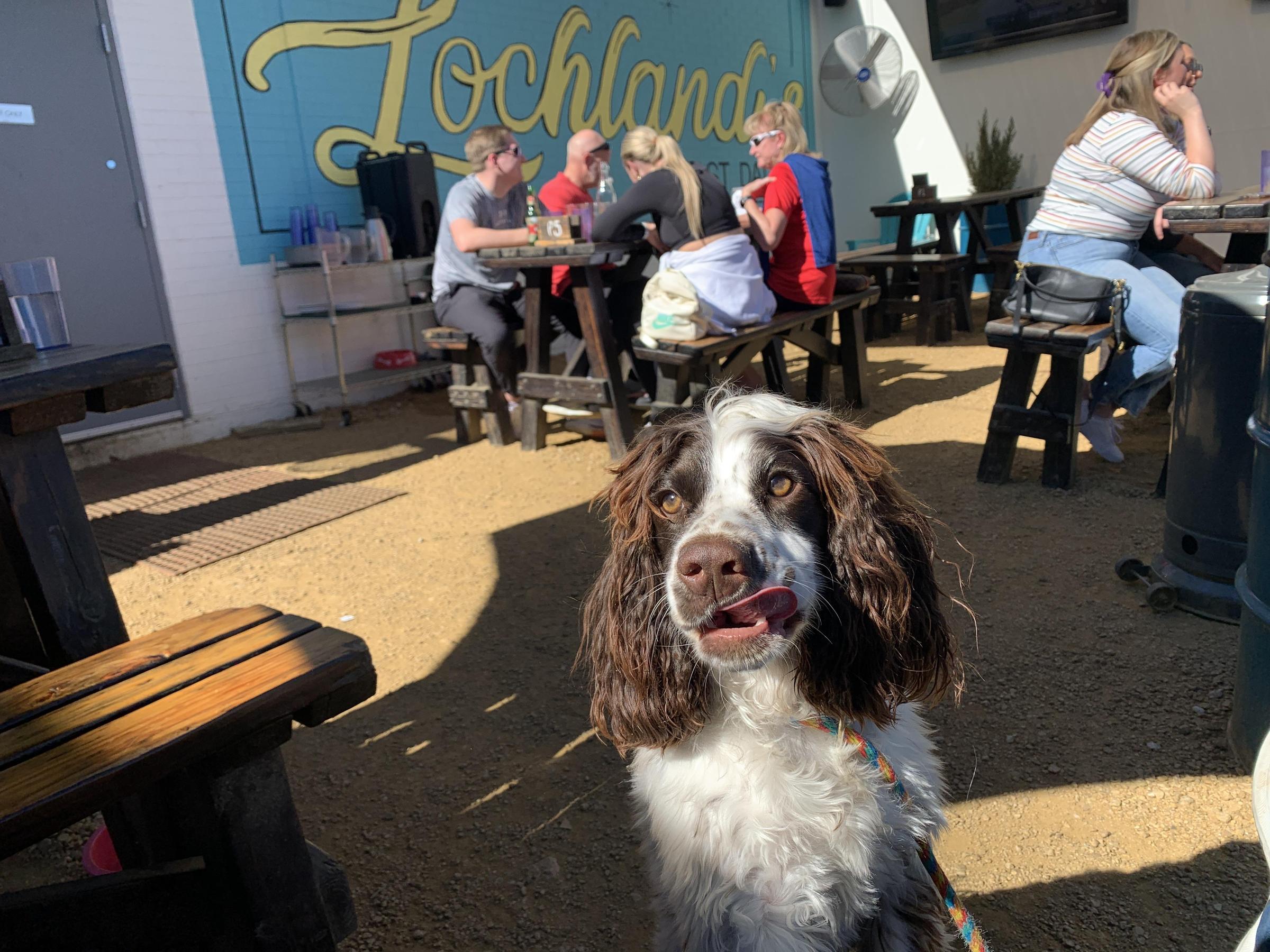 Pet Friendly Lochland's Food & Spirits