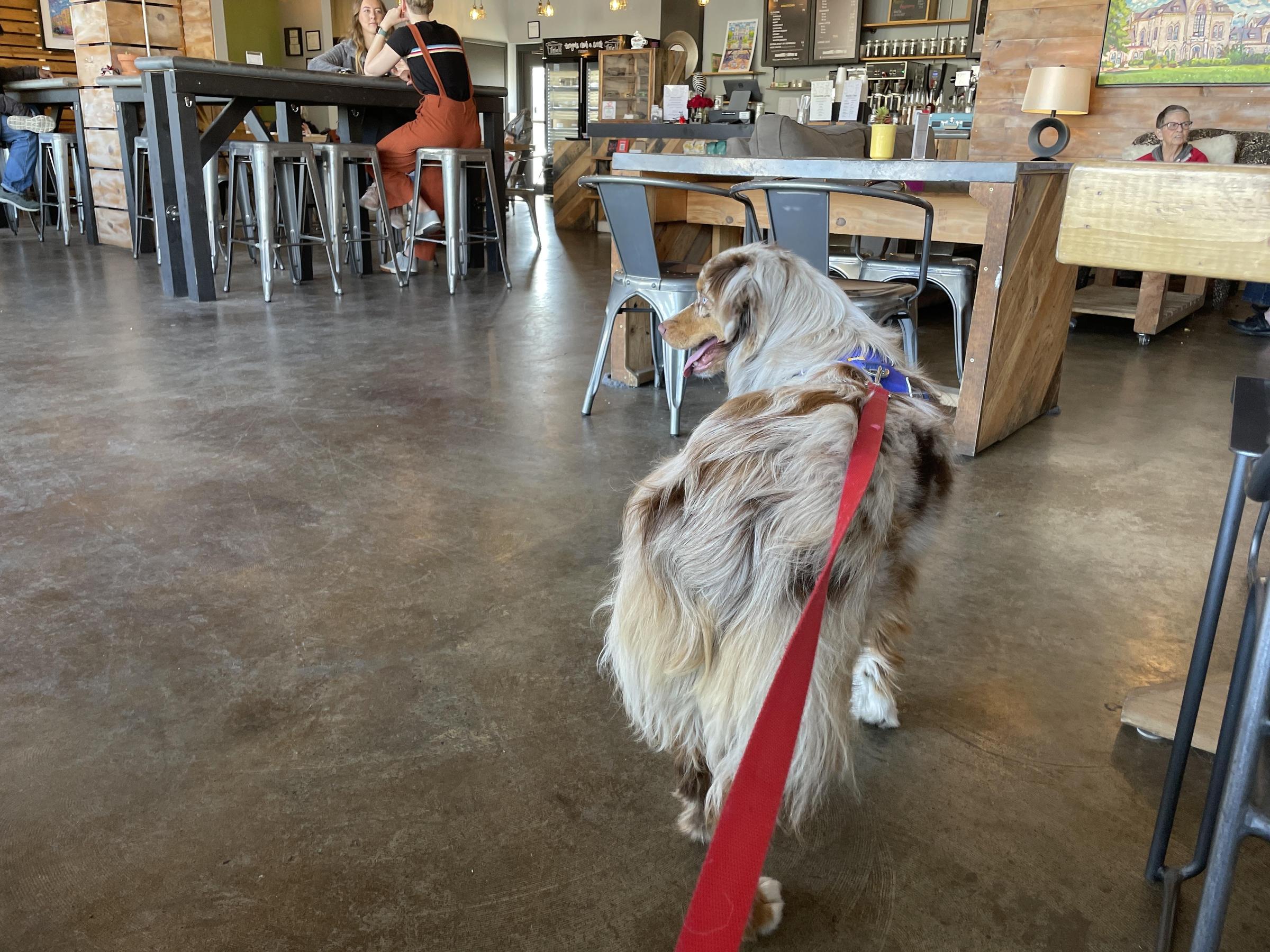 Pet Friendly Brothers Coffee Co.