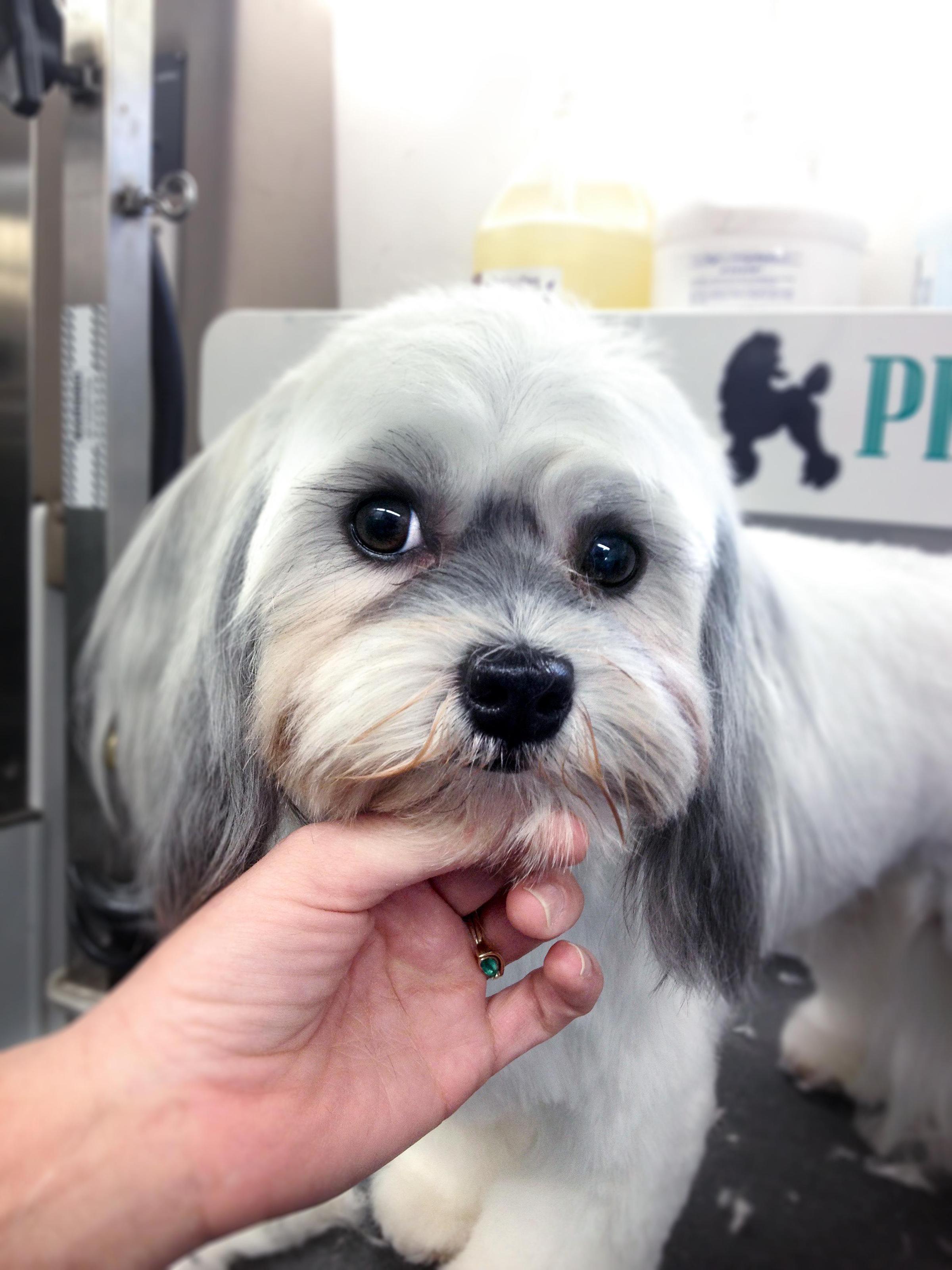 Pet Friendly Platinum Paws Mobile Grooming