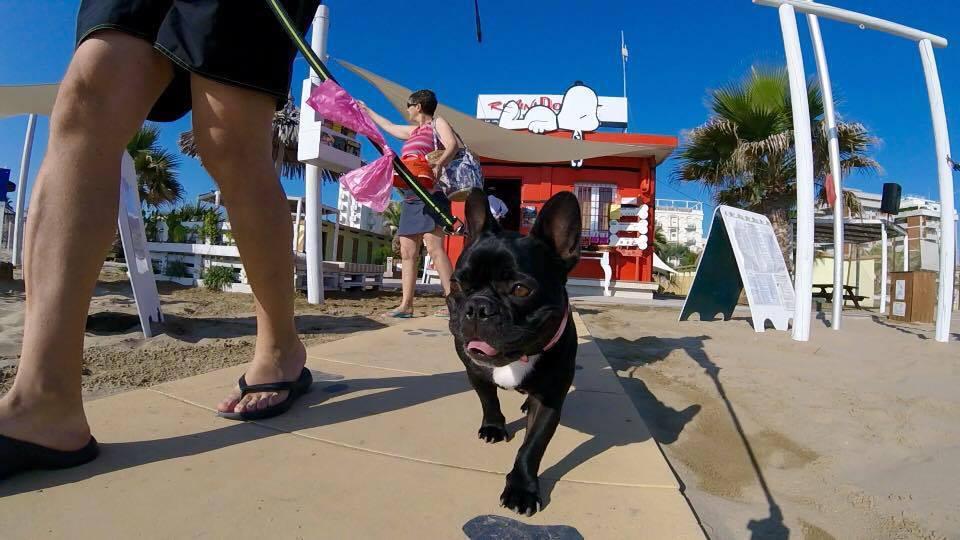 Pet Friendly Rimini Dog No Problem Dog Beach