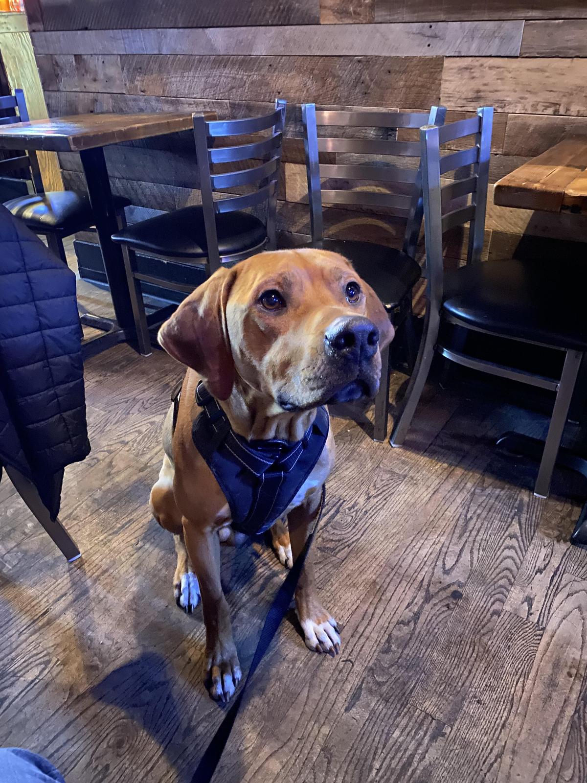 Stray Dog Pub & Cafe Is Pet Friendly