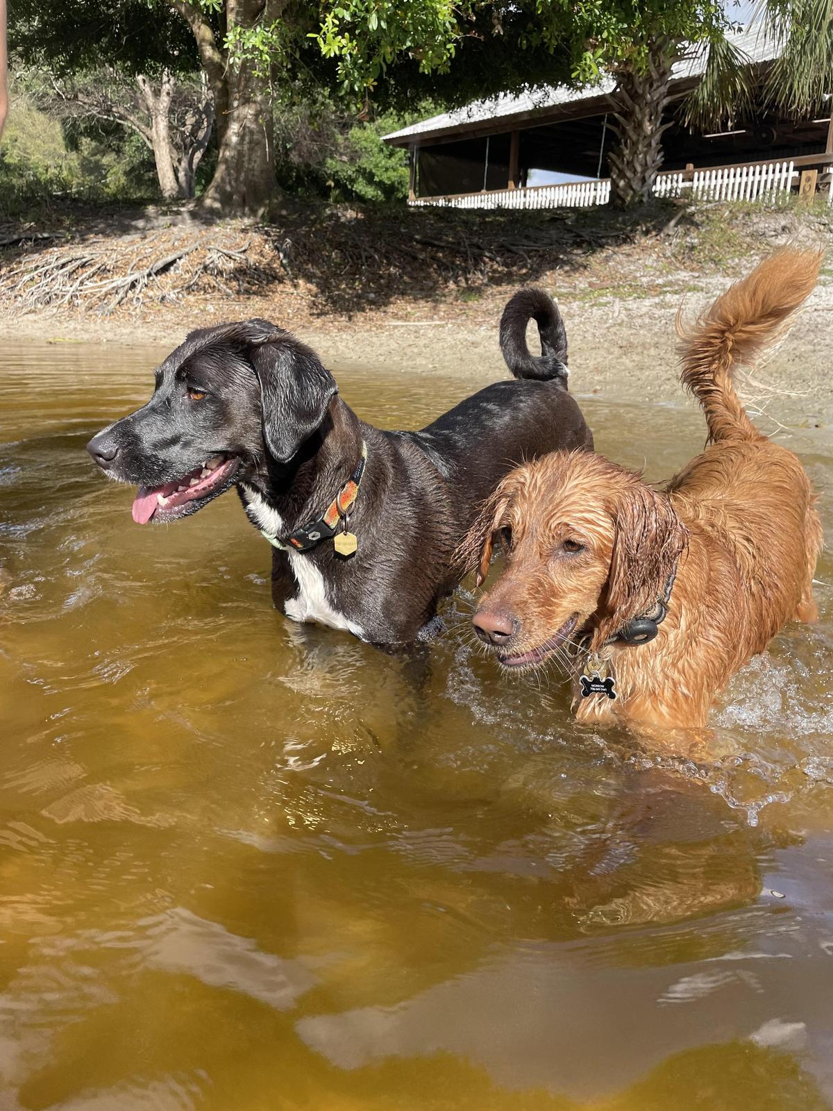 Happy discount dog ranch