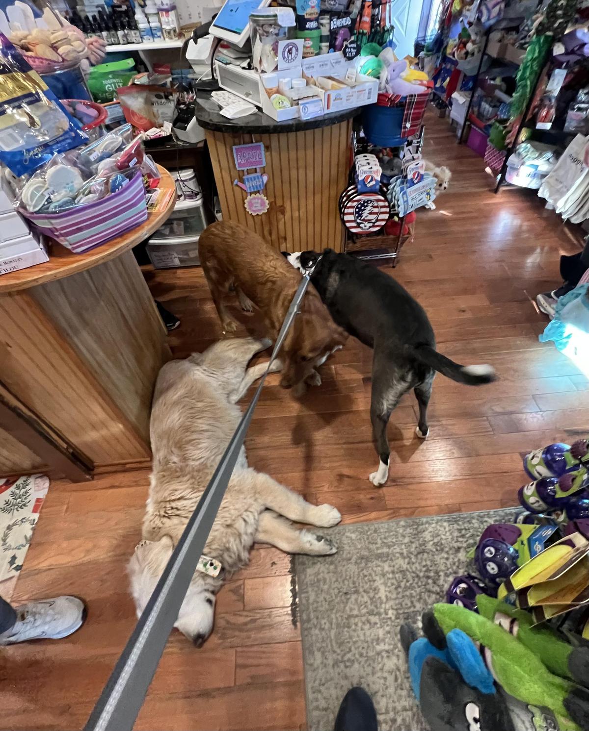 Directory of Pet Stores in Boone NC BringFido