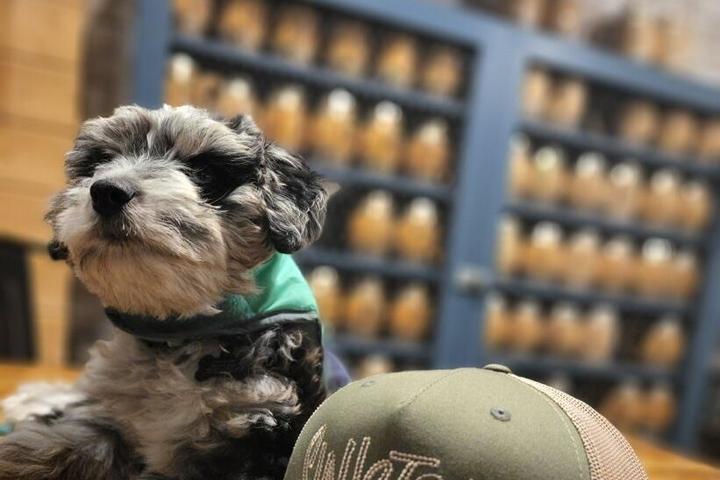 Pet Friendly Sinistral Brewing Company