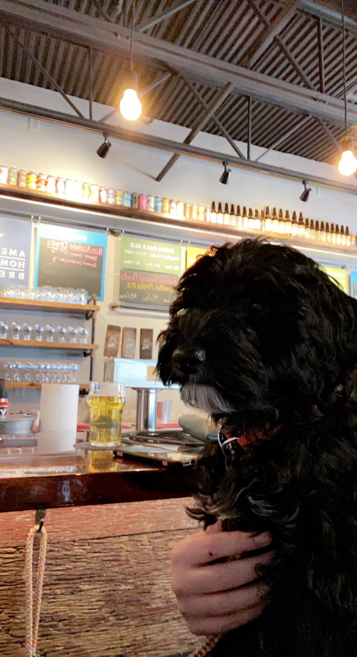 Pet Friendly Beer Garden at Mayflower Brewing Company