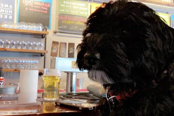 Pet Friendly Beer Garden at Mayflower Brewing Company
