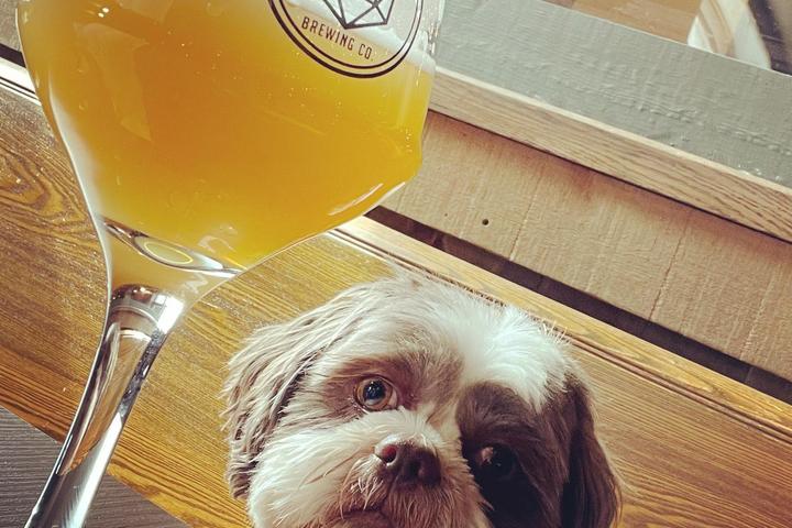 Pet Friendly Chronicle Brewing Company