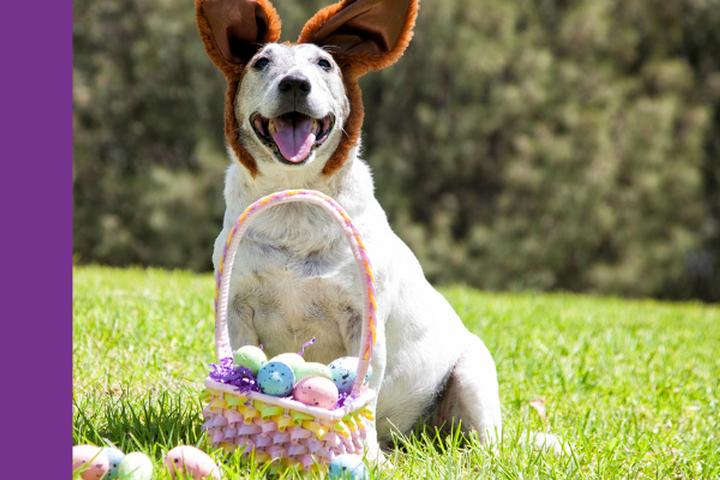 Pet Friendly Annual Doggy Easter Egg Hunt to Raise Funds for Mary’s Dogs