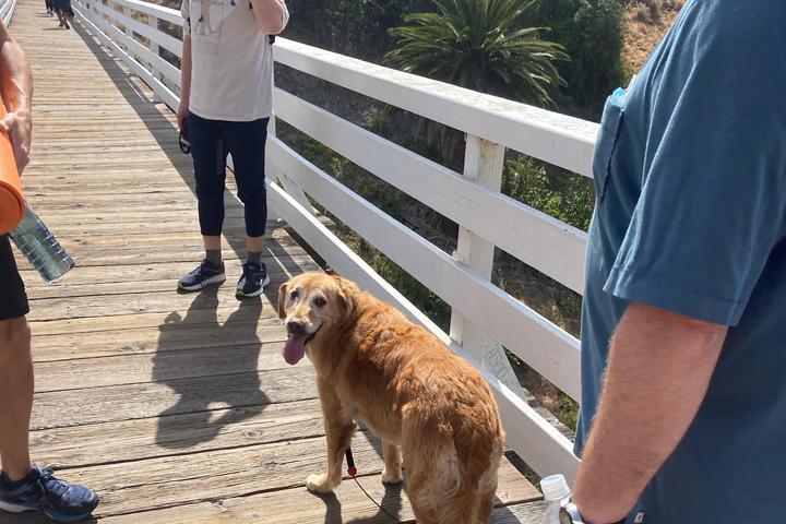 Pet Friendly Hike for Holiday Magic - 7-Bridges Spring Edition