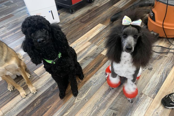 Pet Friendly Wags Wash and Groom Salon