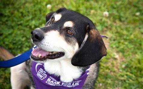 Photo of a dog ready for Bark for Life in San Diego, CA.