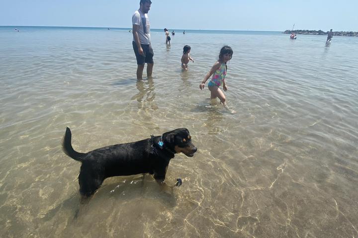 Pet Friendly Gillson Dog Beach