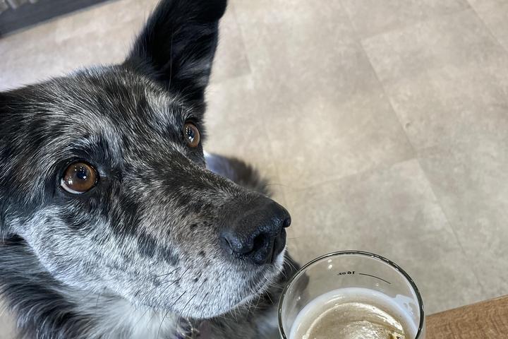 Pet Friendly High River Brewing Company