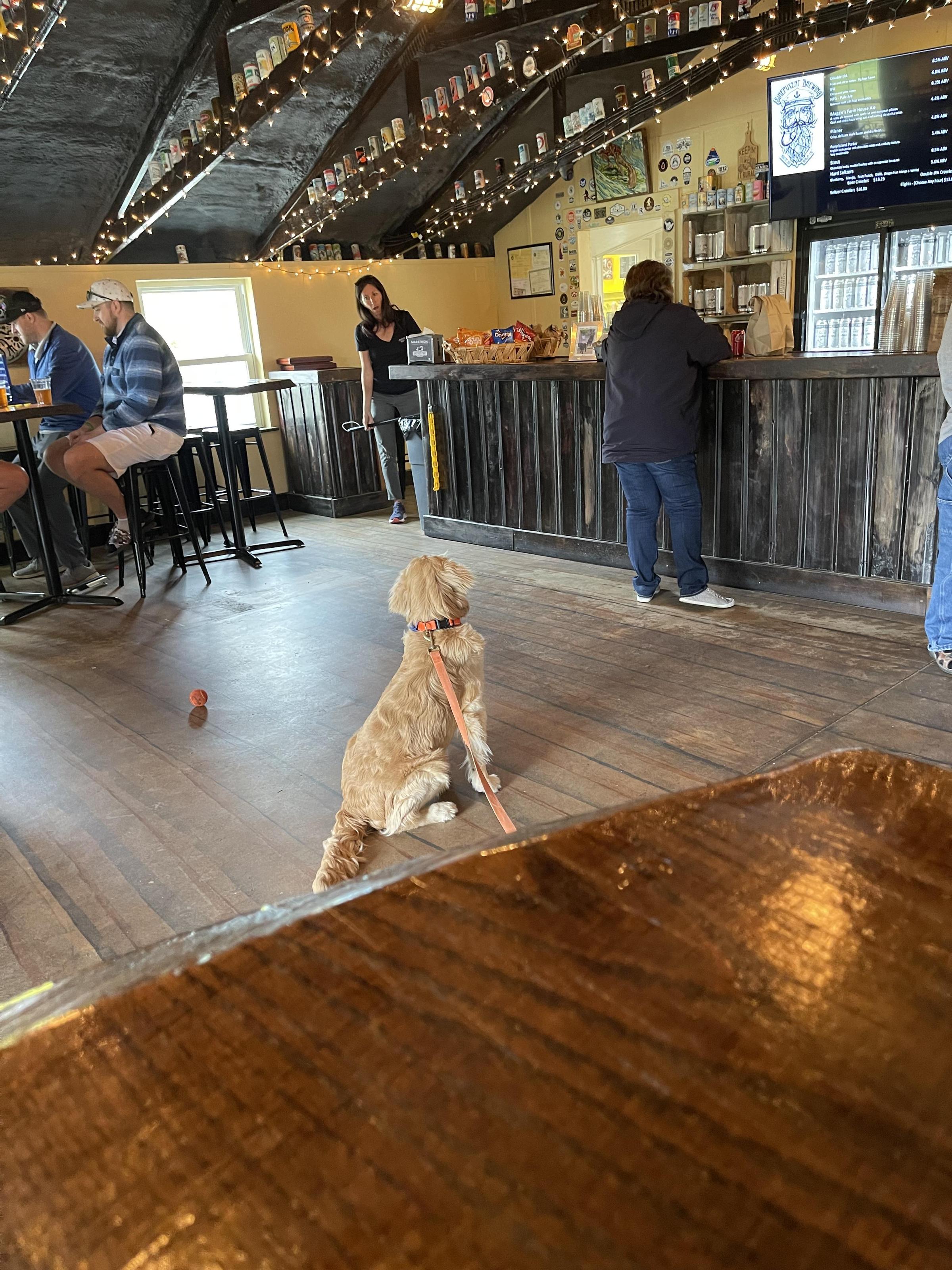Pet Friendly Sinepuxent Brewing Company