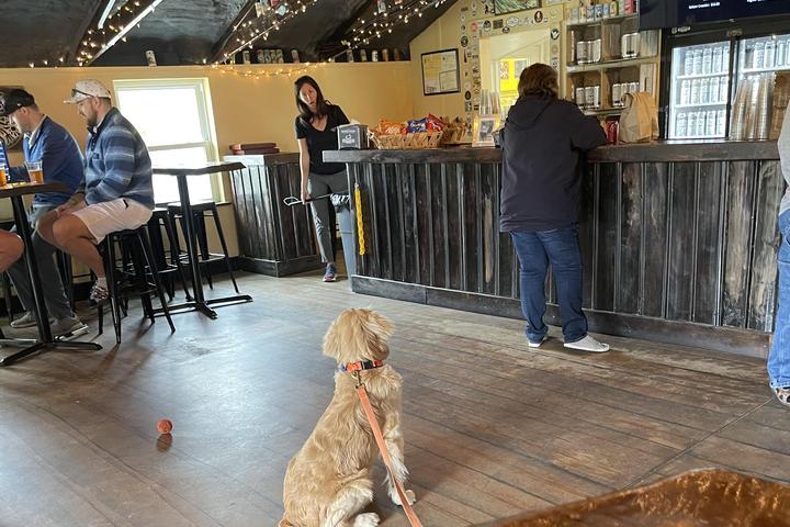 Pet Friendly Sinepuxent Brewing Company