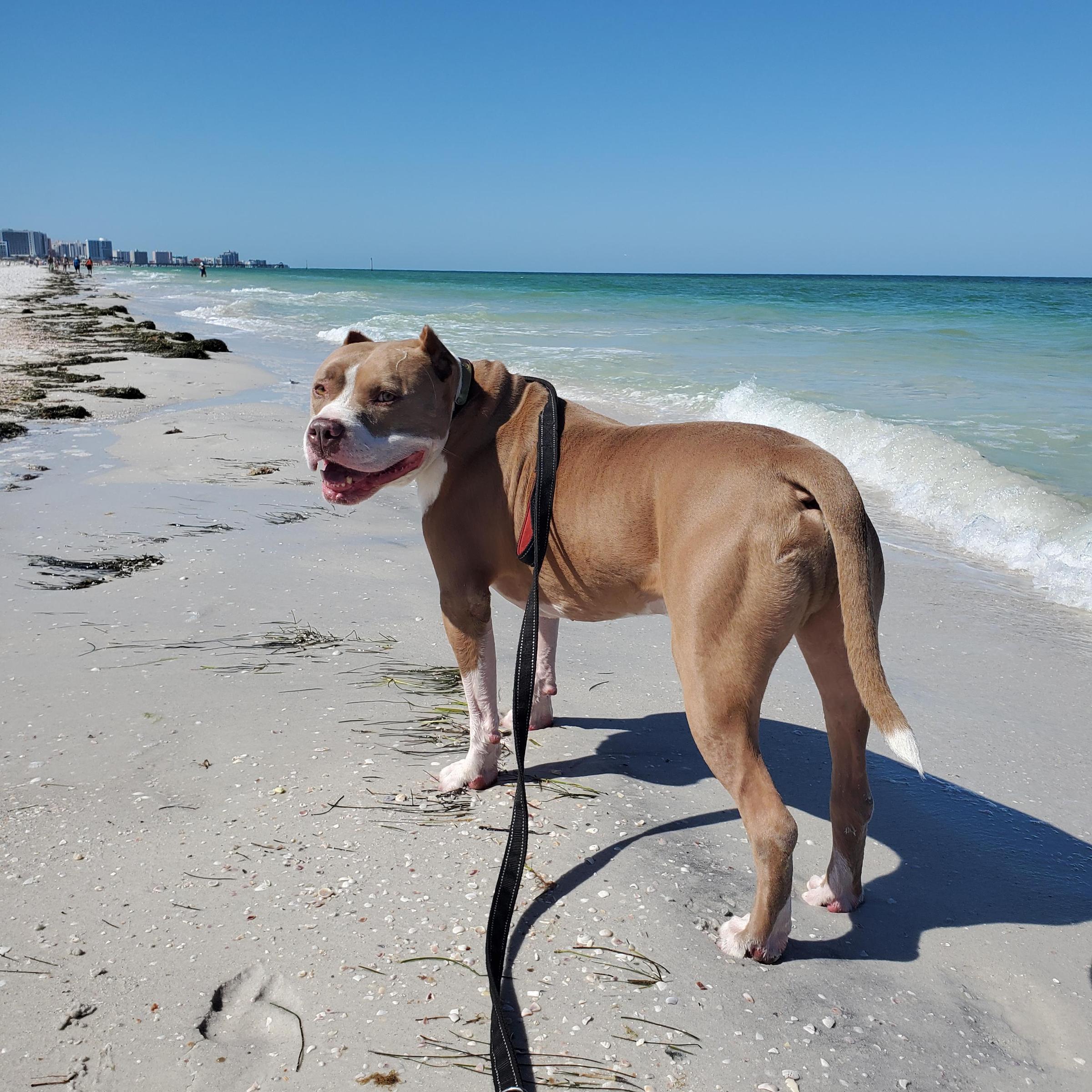 Pet Friendly Clearwater North Beach