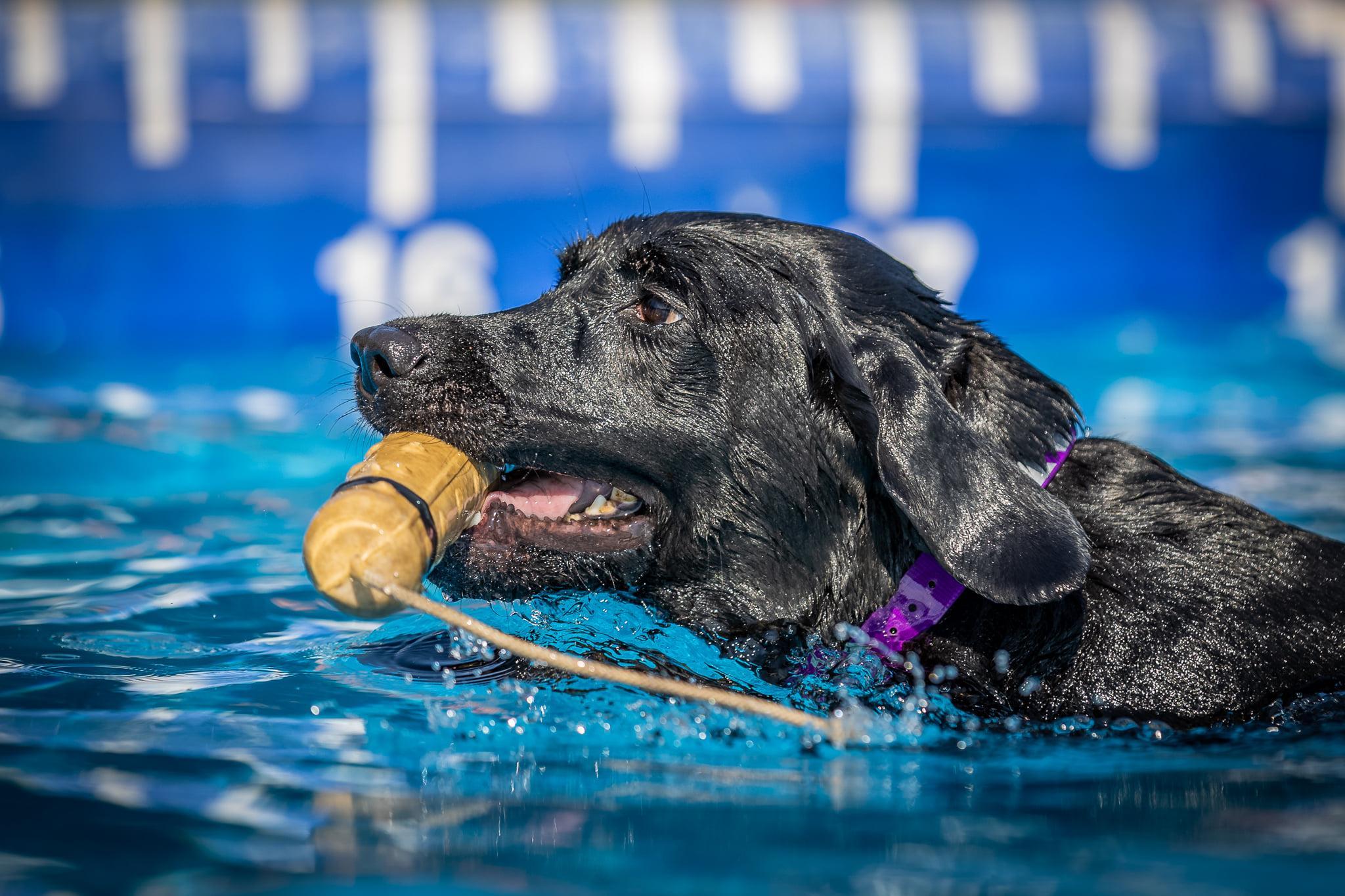 Pet Friendly Dock Dogs at The Showroom Summer Splash