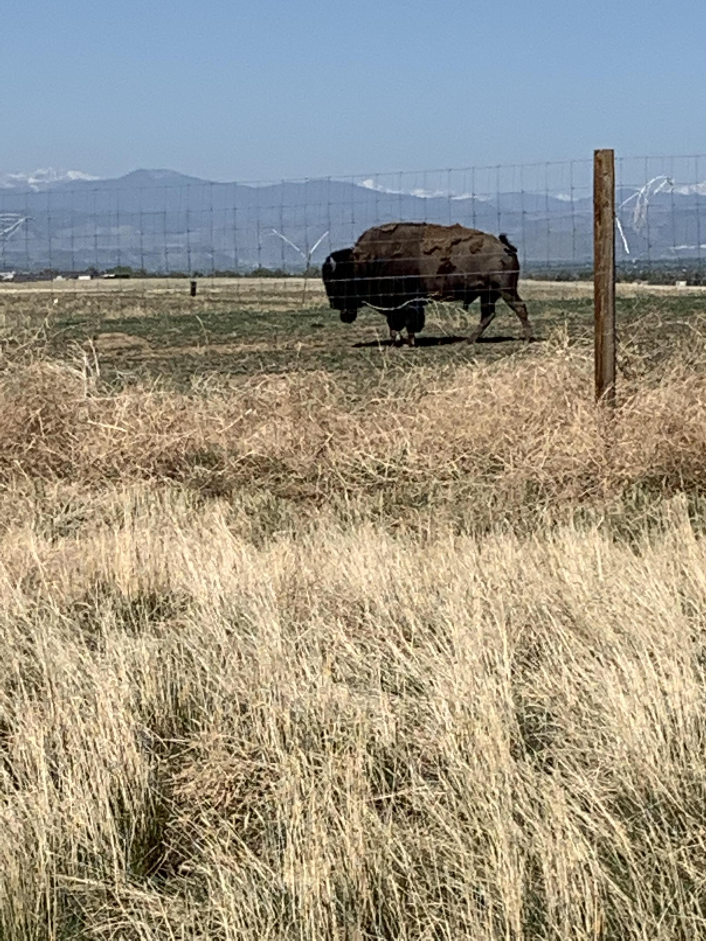 Pet Friendly Rocky Mountain Arsenal National Wildlife Refuge Perimeter Trail