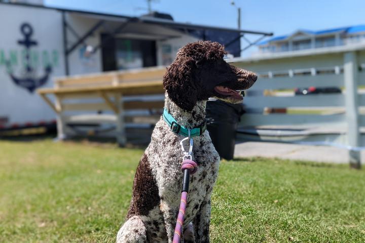Pet Friendly Anchor Grill OBX