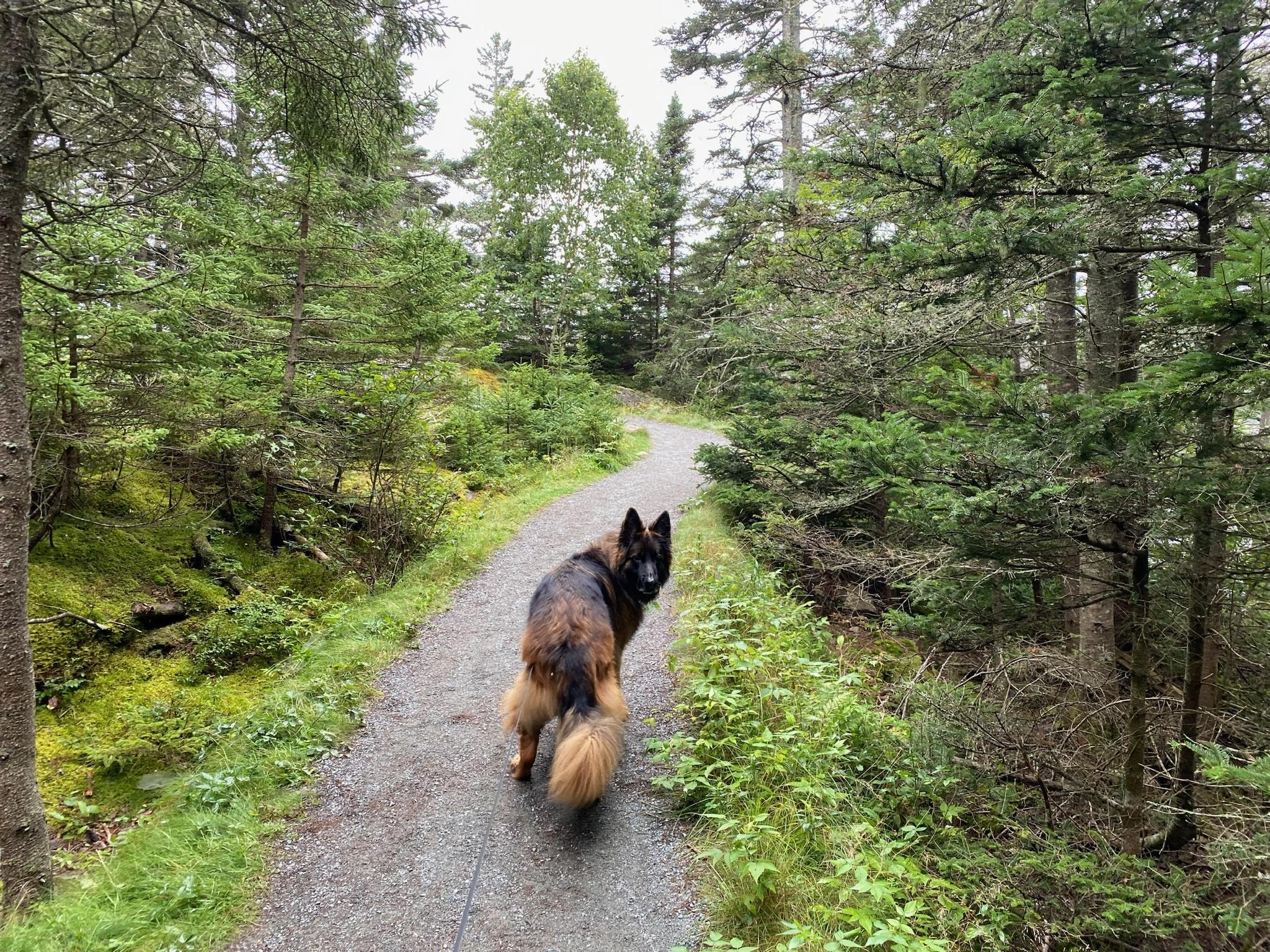 are dogs allowed on acadia shuttles