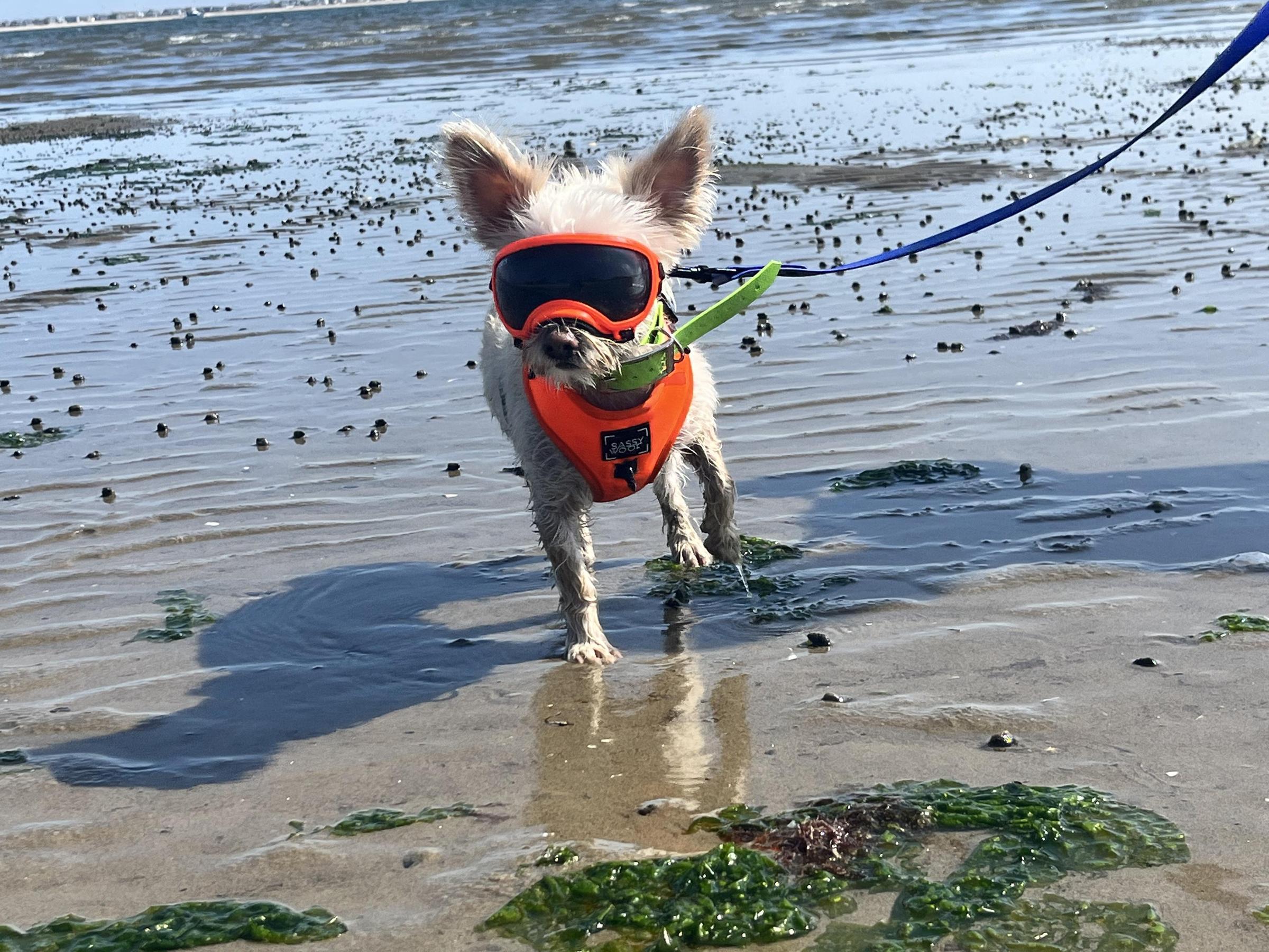 Pet Friendly Plumb Beach