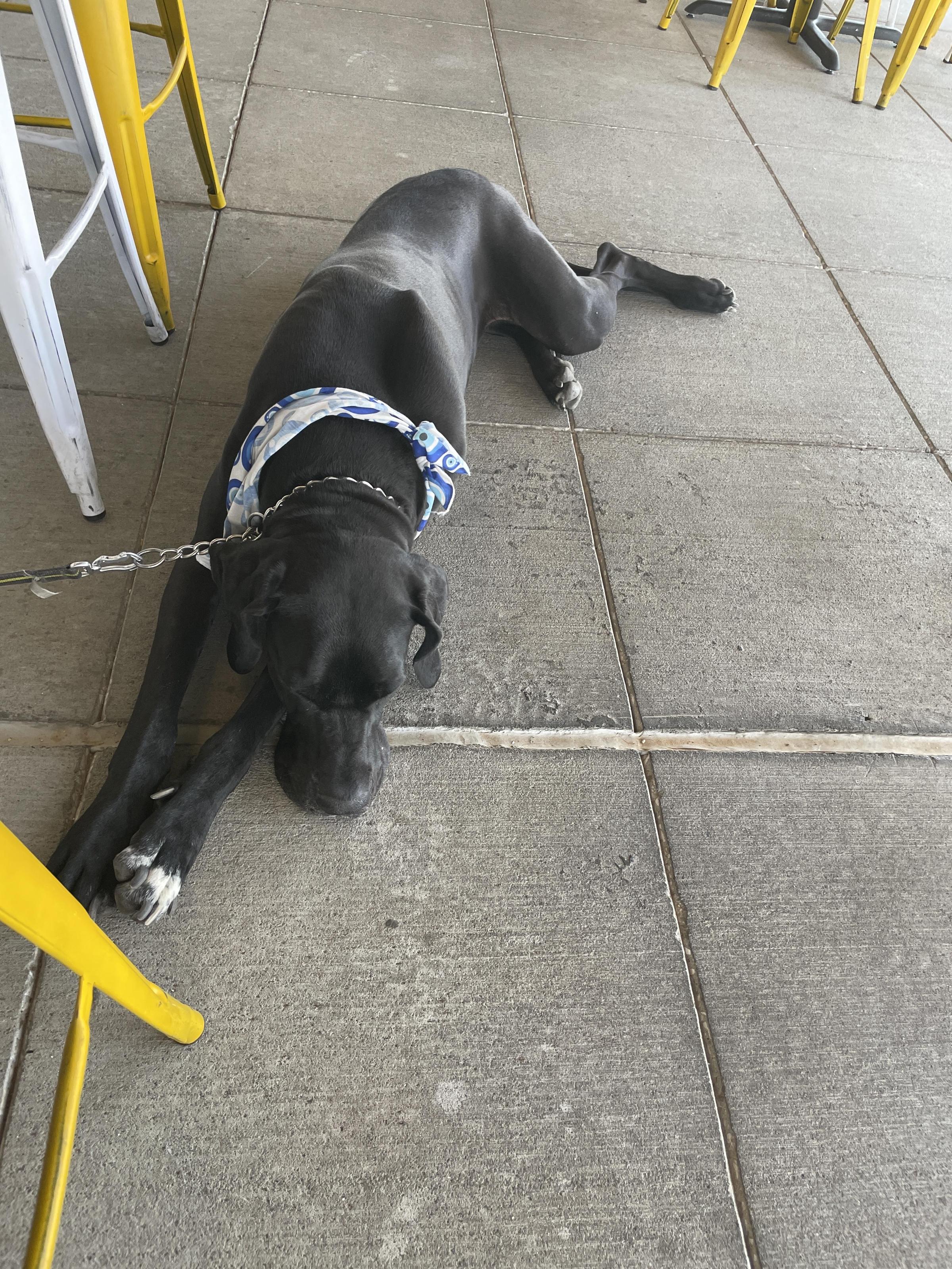 Boozy Tacos and Tap Pet Policy