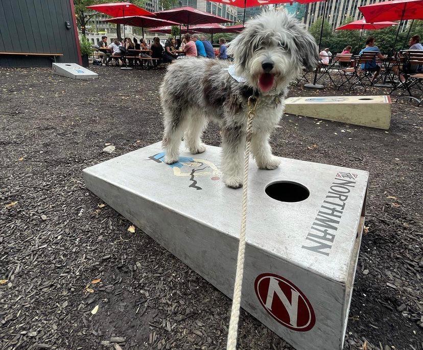 Pet Friendly Yappy Hour at The Northman Beer & Cider Garden on the Riverwalk