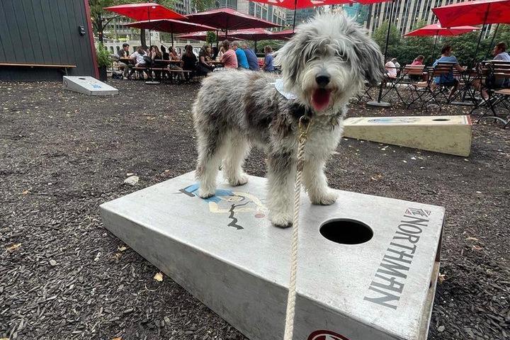 Dog Friendly Activities Chicago: Unleash Adventure