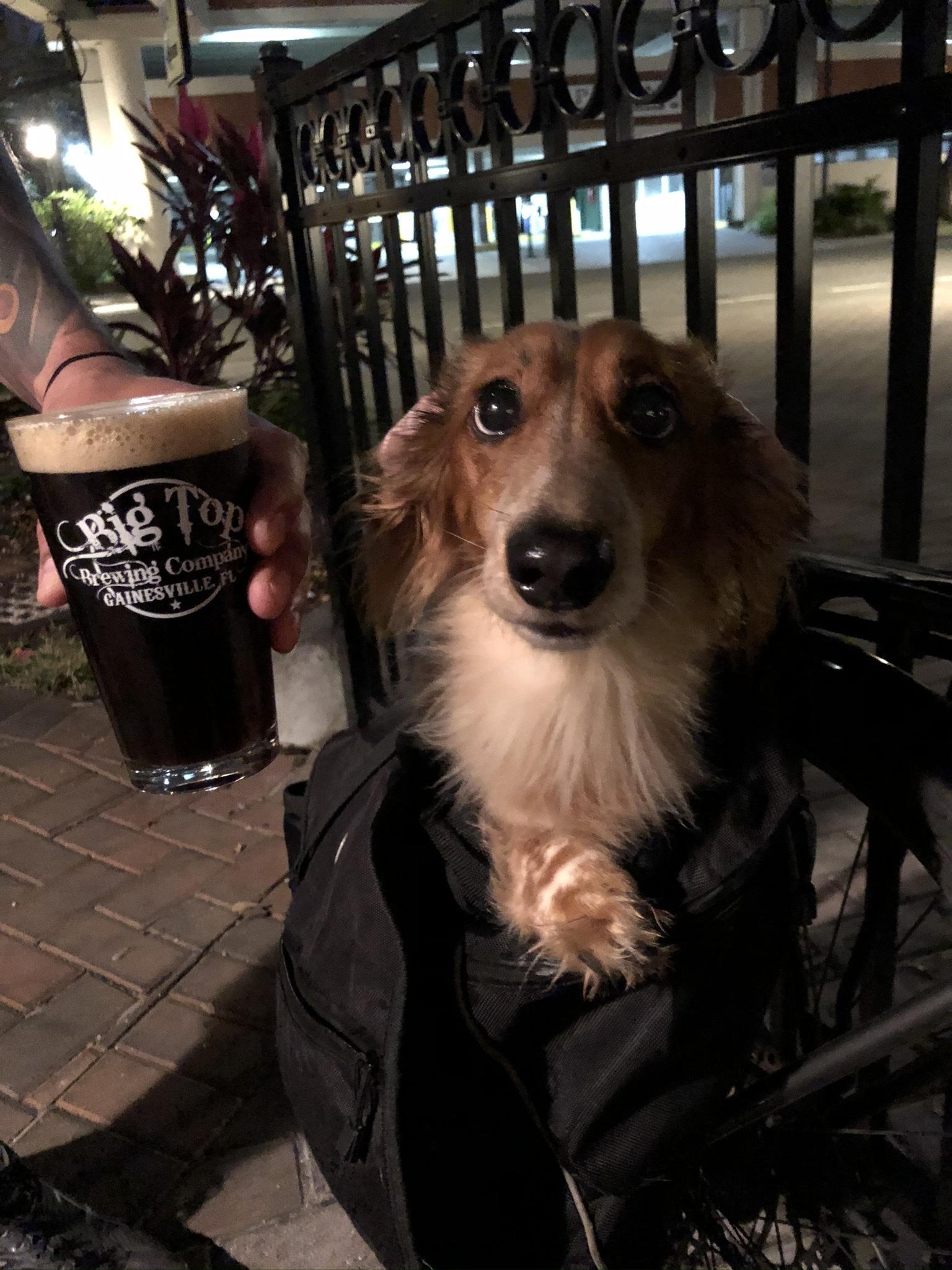 (Closed) Big Top Brewing Company Pet Policy