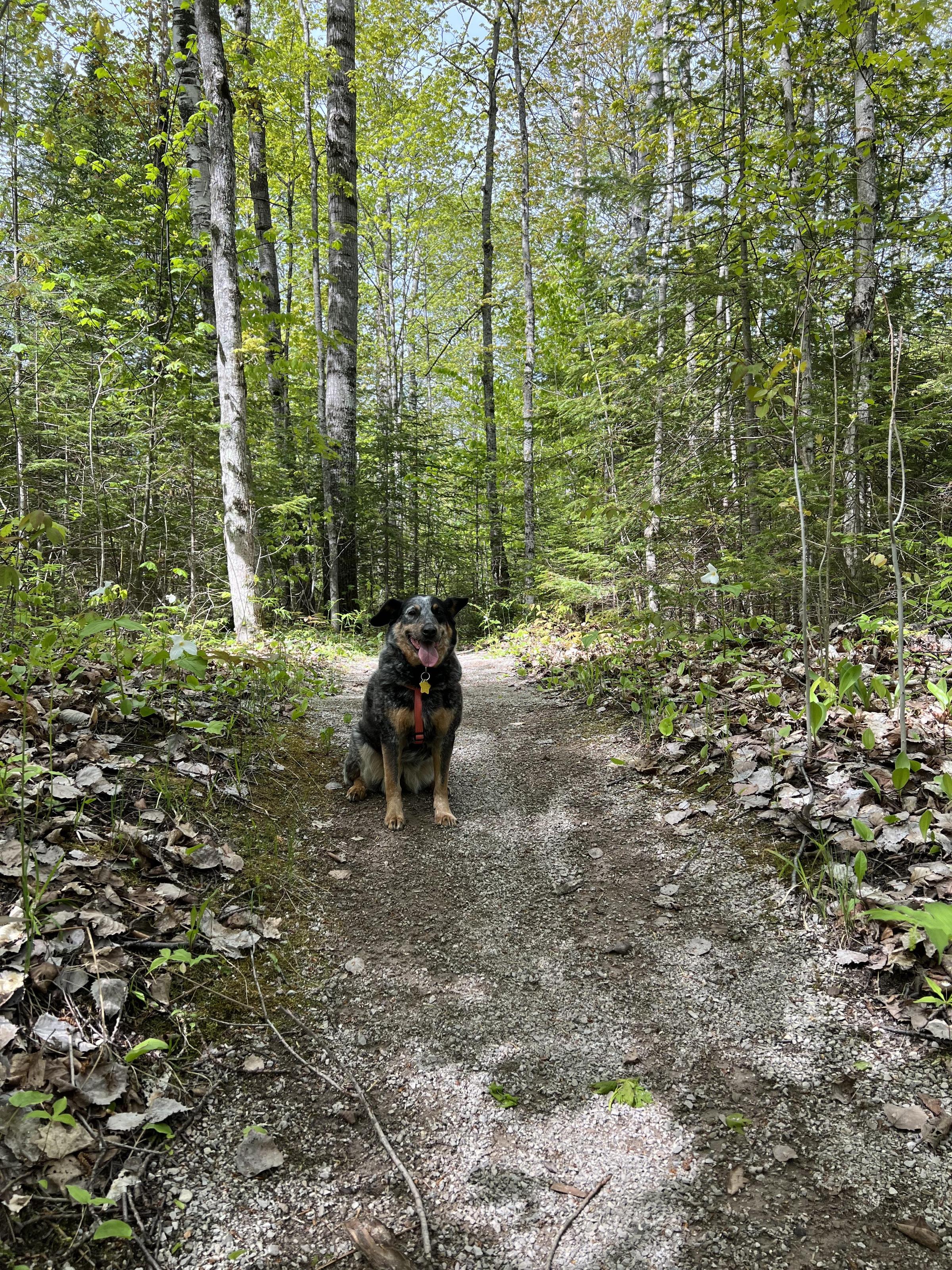 can you bring dogs to discovery park