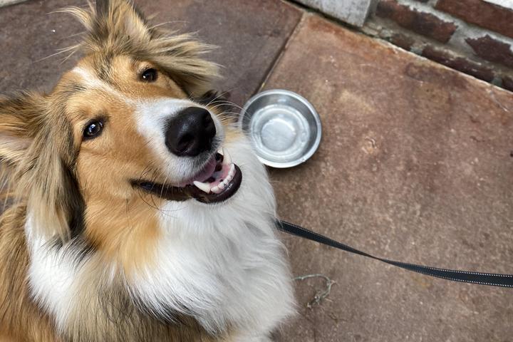 Top 5 Dog Friendly Restaurants In Springfield, MO - gmedia