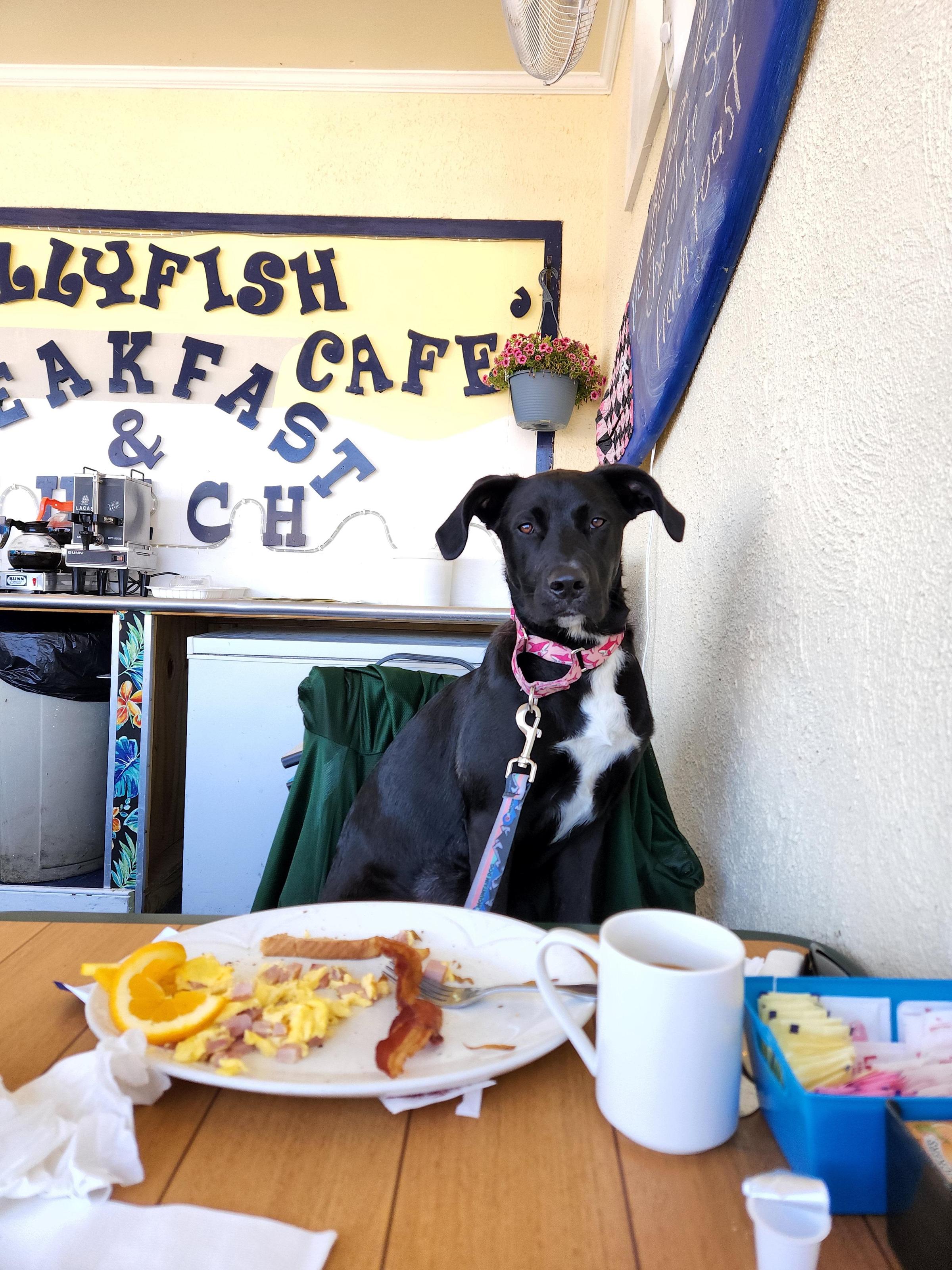 Pet Friendly The Jellyfish Cafe