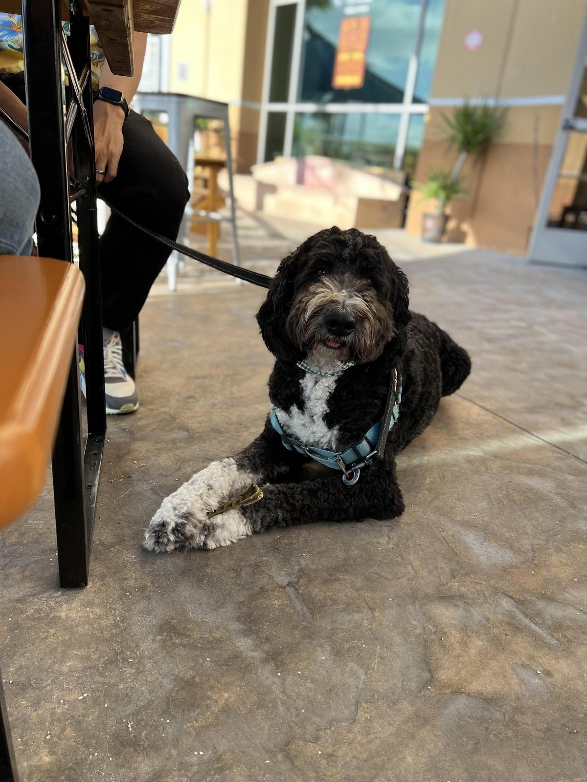 Chula Vista Brewery Is Pet Friendly