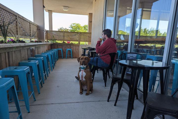Pet Friendly Gusto Brewing Company