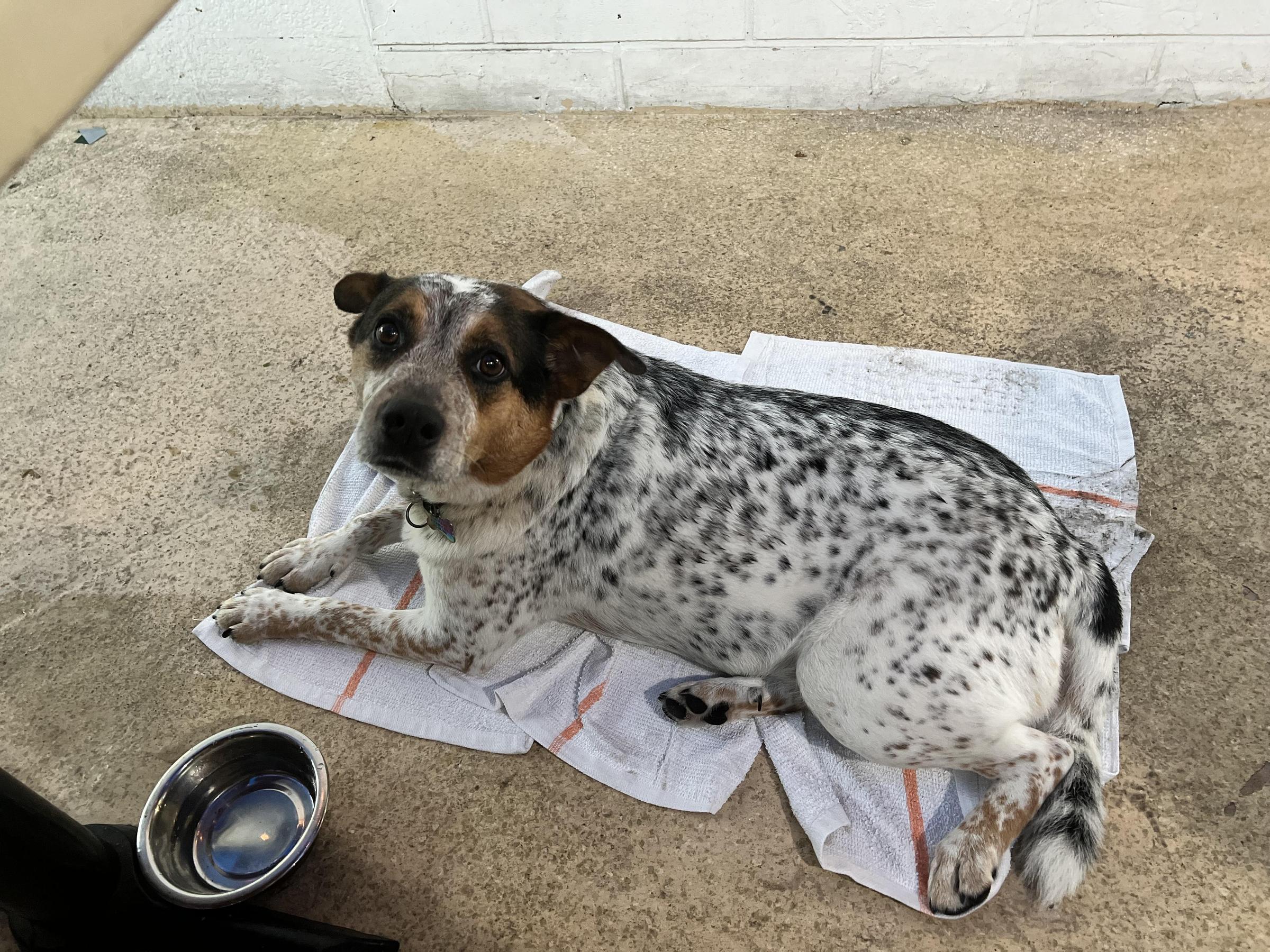 Pet Friendly 7 Mile Grill
