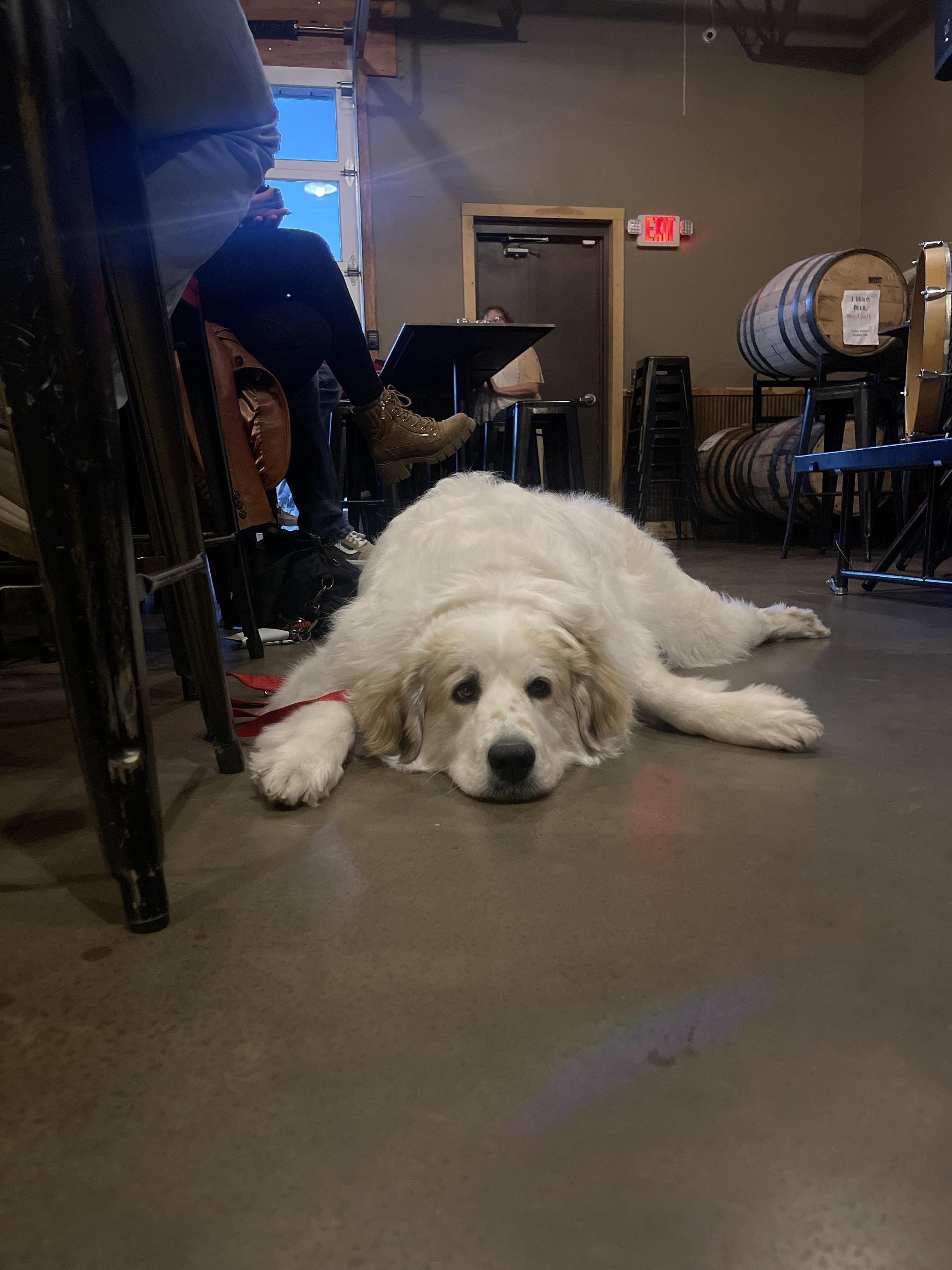 Pet Friendly Lost Cabin Beer Company